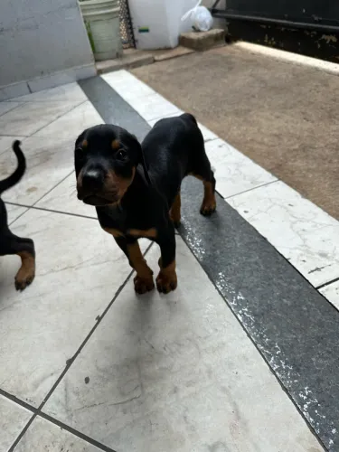 Filhotes doberman Anápolis Goiás