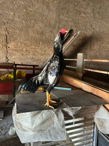 Frango índio pintura das pinturas 