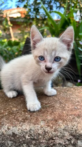 Gatinhos para adoção