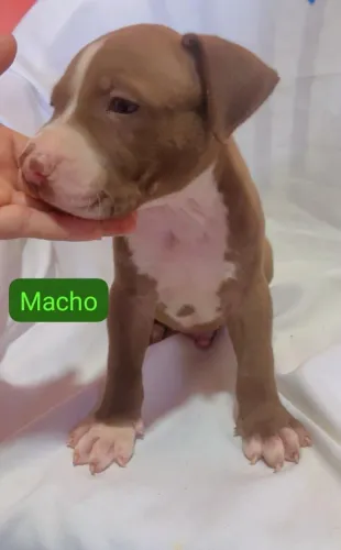 Troco filhote de pitibul com pit monster em uma bicicleta 