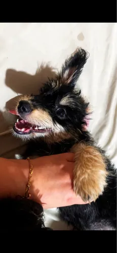 Doação de cachorrinha fêmea