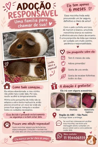 Doação porquinha da índia