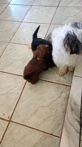 Filhotes de Shih Tzu legítimos a pronta entrega Avenida Governador Celso Peçanha 881