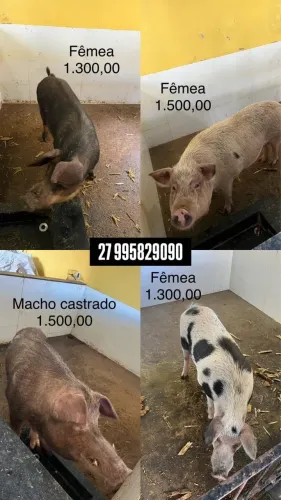 Venda de porcos