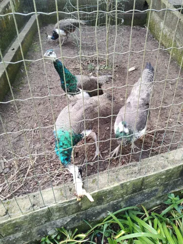 Galinhas