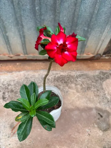 Rosa ? do deserto 