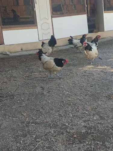 8 Galinhas e galo lakenvelder 