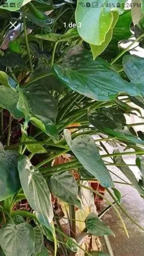 Antúrio orelha de elefante