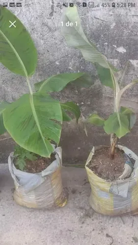 2 Mudas bananeira
