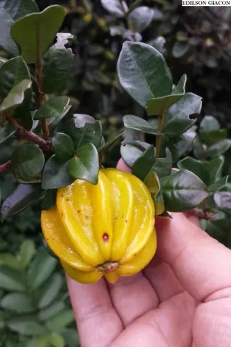Pitangatuba Eugenia neonitida ( Rara) 1 metro