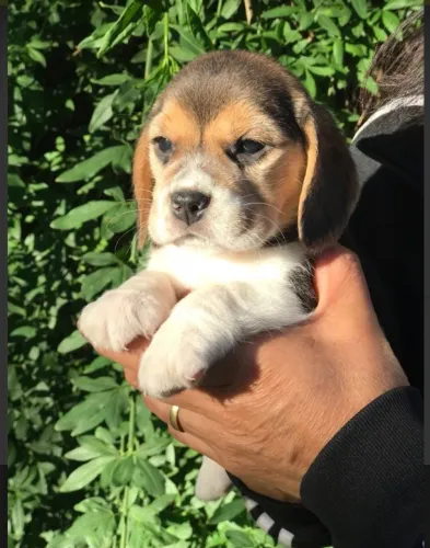 Machinho de Beagle tricolor com vacina e pedigree filhote com 52 dias - Eduardo 