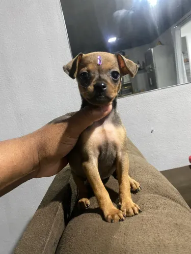 Pinscher 01 - Fêmea 