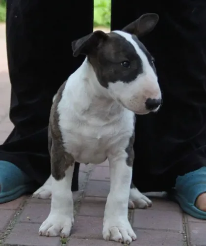 Fêmea de Bull terrier filhotinha com 51 dias vacinada e com pedigree padrão mini-Alberto