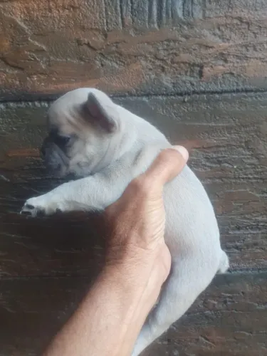 buldogue frances com garantia e procecdencia 
