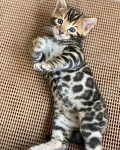 O Exótico Charme do Bengal  