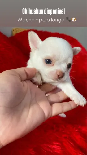 chihuauaua branco macho pelo curto com 60 dias vermifugado 