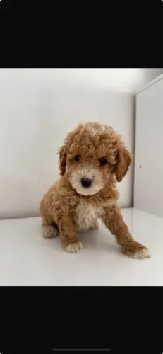 Poodle Toy machinho entrega hoje ! 