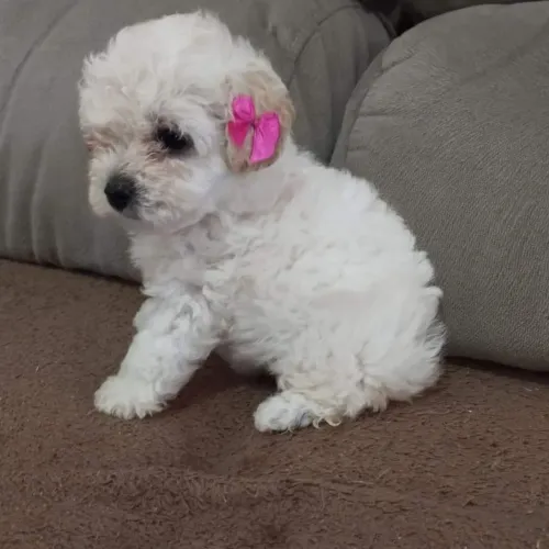 Poodle micro Fêmea 