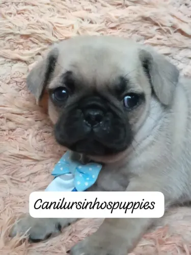 Fazemos a diferença bebes de pug black e abrico garanta o seu