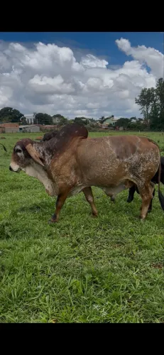 Touro Gir PO