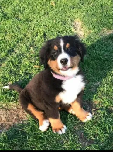 Bernese Mountain filhotes robusto