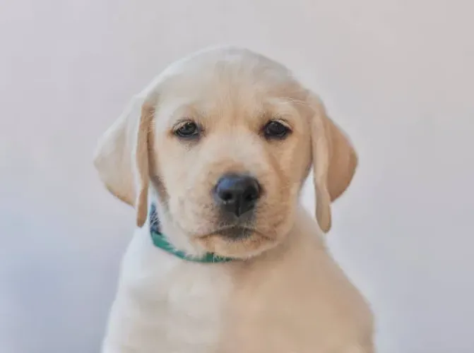 ? Labrador | Filhotes Para Quem Ama Cães Companheiros