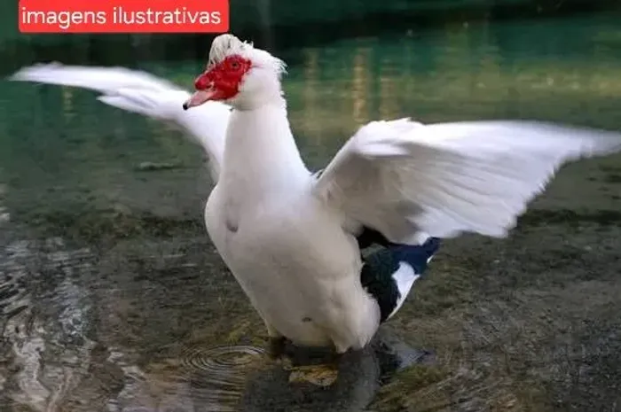 Vendo um casal de Pato por 50 reais para vender rápido 