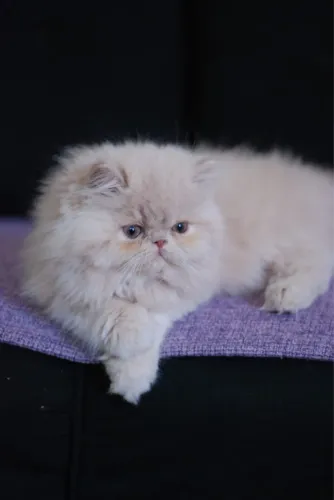 Gato persa filhote