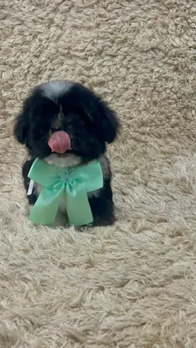 Vende-se Shihtzu