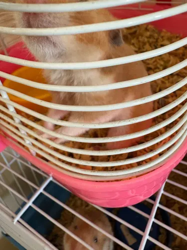 Hamster 