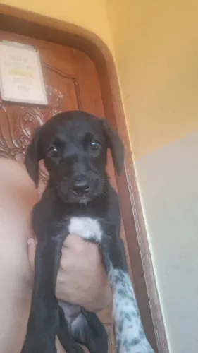 Doação de cachorra