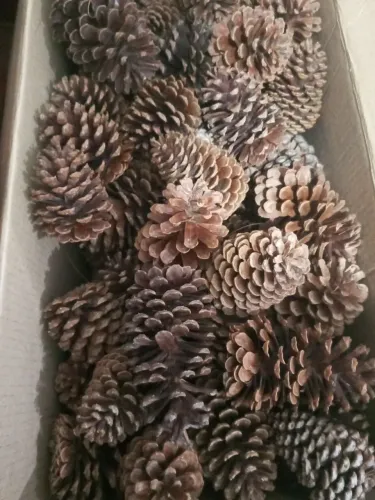 50 pinhas naturais