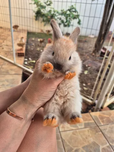 Mini coelho/Mini Lion