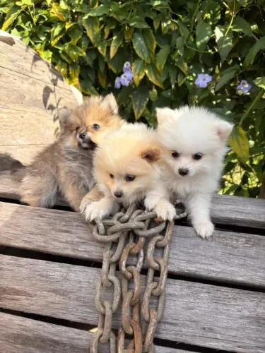 Filhotes Lulu da Pomerânia