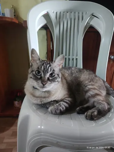 Gato para doação 