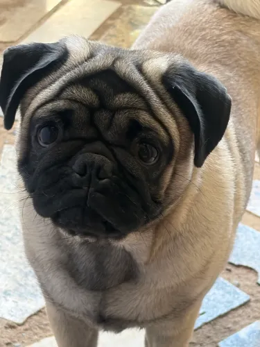 Filhote de pug