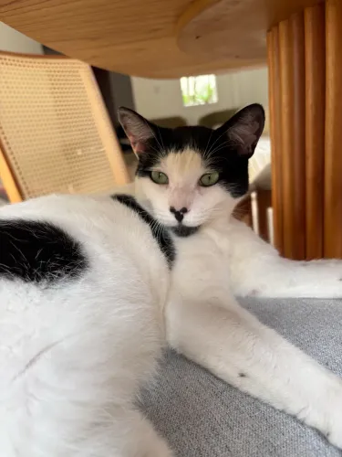 DOA-SE GATINHO FRAJOLA