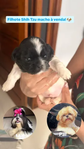 Cachorro Shih Tzu filhote ( Macho )