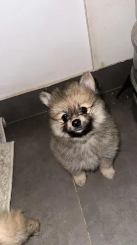 Spitz Alemão 
