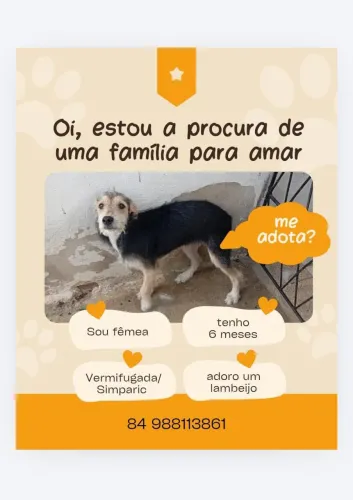 Fêmea filhote para adoção 