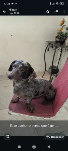 Basset (Procuro namorada )