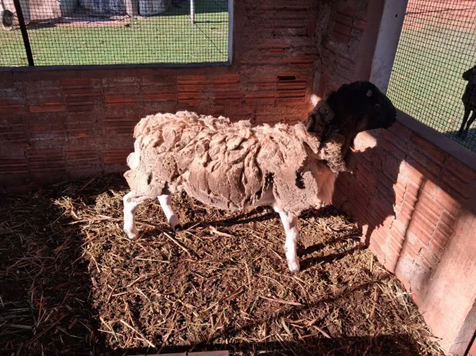 Vendo carneiro