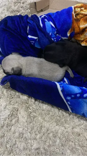 3 filhotes lindos de pug dois machinhos e fêmea