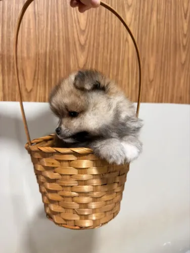Vendo Spitz Alemão  Lulu da Pomerãnia macho 
