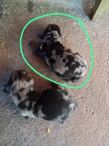 Filhote Cofap alerquim mini