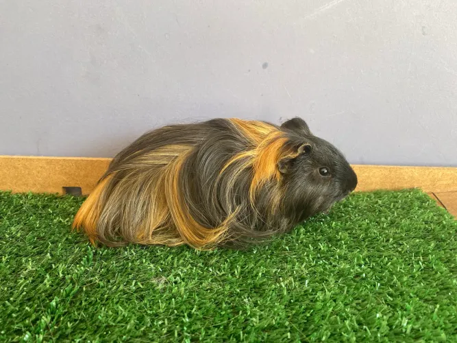 porquinho da india sheltie disponivel entrega Moc BH 