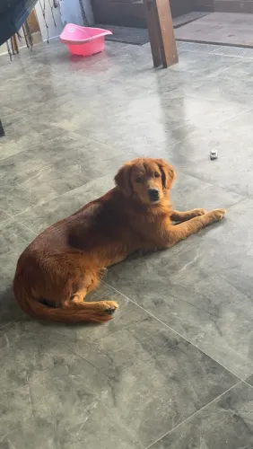 Golden fêmea 2 anos