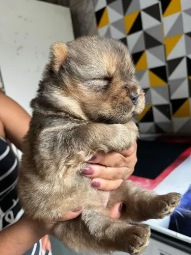 FILHOTES DE CHOW CHOW