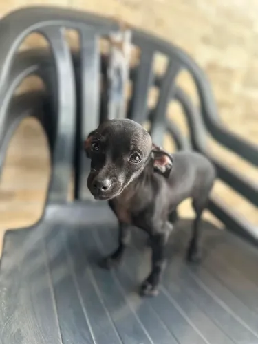 VENDO FILHOTE PINSCHER 1