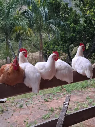 Frango